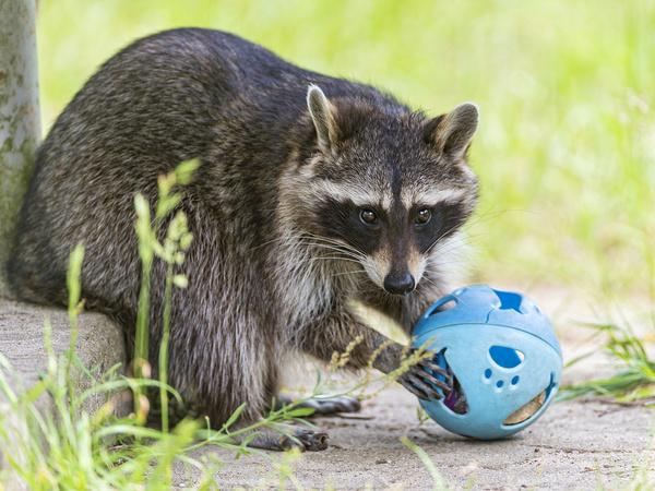 raccoon and toy