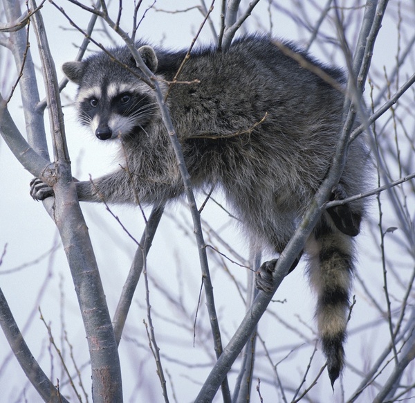 raccoon oregon tree 