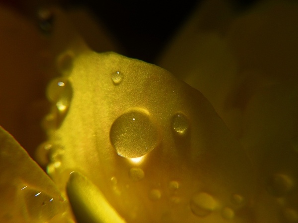 rain drops yellow flower