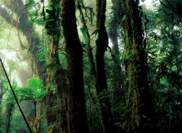rain forest humid vegetation
