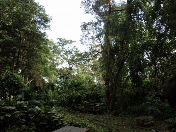 rain forest park