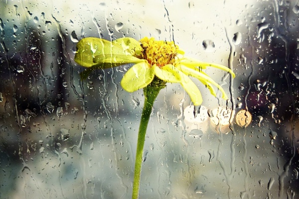 rain wet window