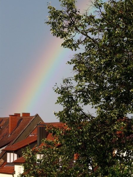 rainbow city tree