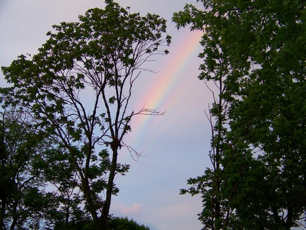rainbow through the trees