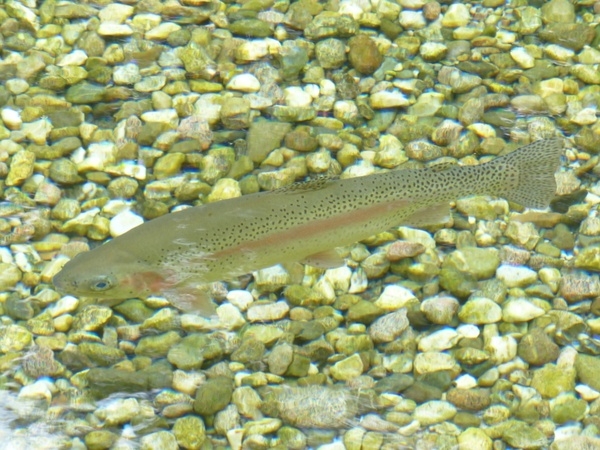 rainbow trout fish trout
