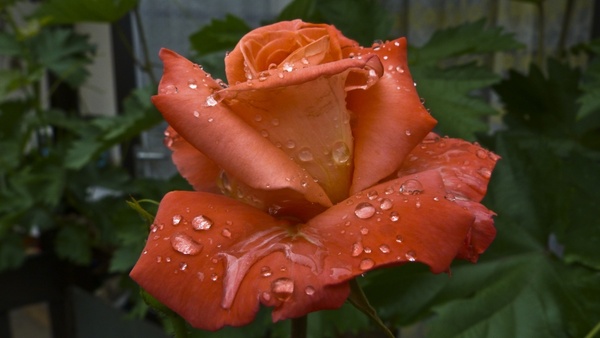 raindrop rose after the rain