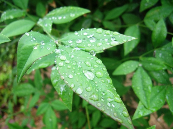 raindrops on plant