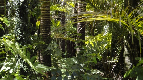 rainforest palm trees moss
