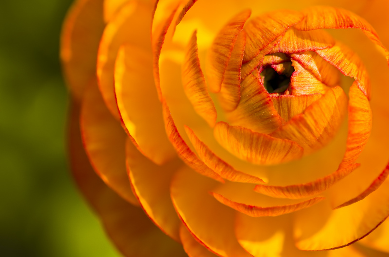 ranunculus flowers picture elegant closeup 