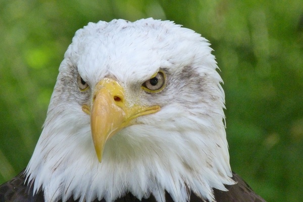 raptor adler bald eagles