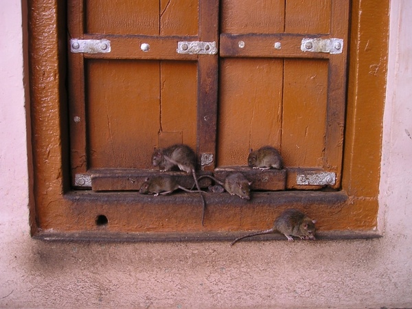 rat india rat temple