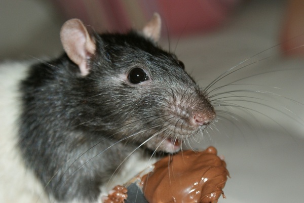 rat rodent chocolate