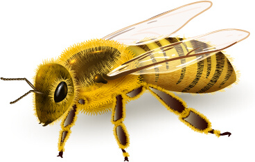 Download Realistic bee vector design Free vector in Encapsulated ...
