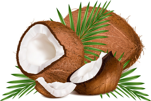 realistic coconut design vector