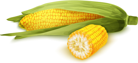 realistic corn design vectors set
