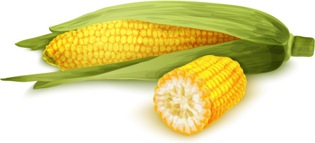 realistic corn design vectors set 