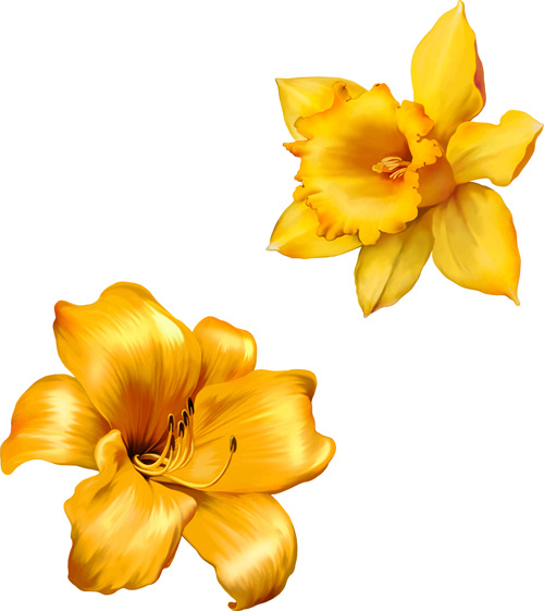 Realistic flowers beautiful vector set Free vector in Encapsulated ...