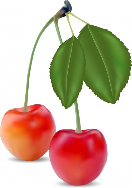 Fresh cherry icon modern closeup realistic 3d Free vector in ...