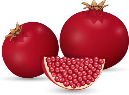 realistic pomegranate design vector