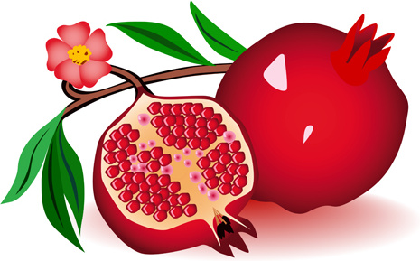 realistic pomegranate design vector