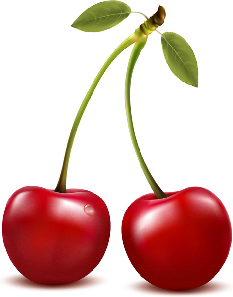 realistic red cherry design vector