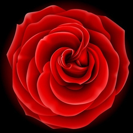 realistic rose vector graphic 