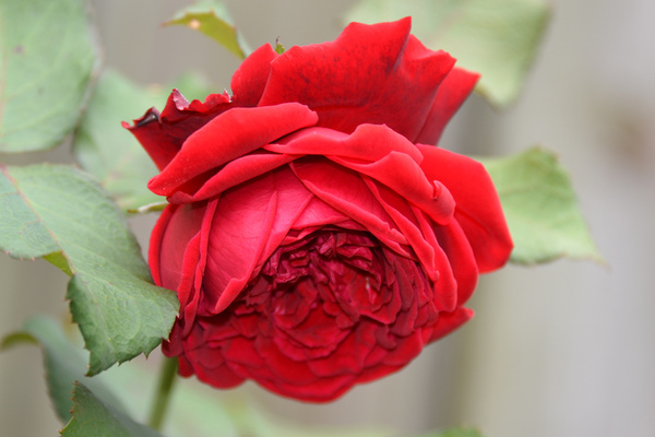 red alchemy rose