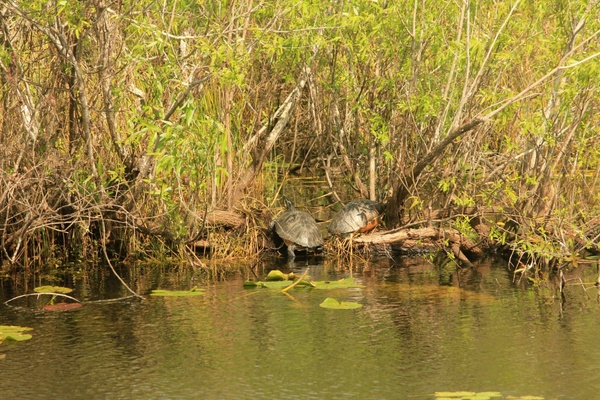 red bellied turtle 