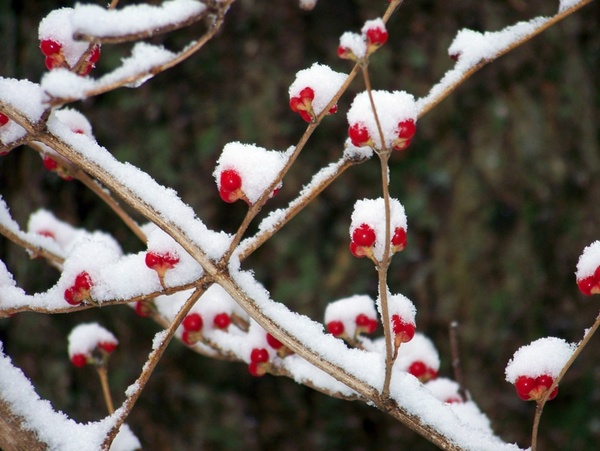red berries in the snow 2