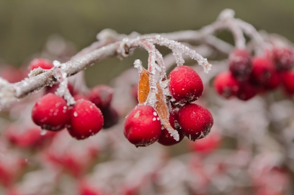 red berries in winter