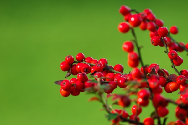 red berries on green