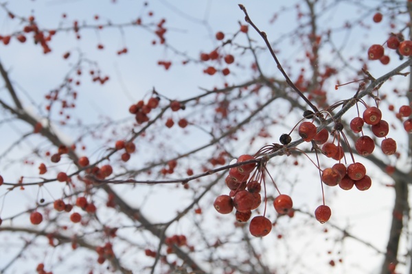 red berries on tree branches