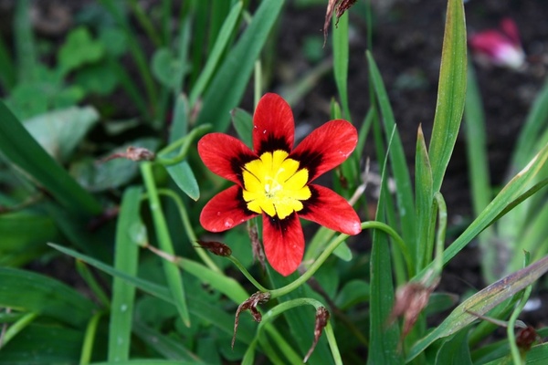red black and yellow flower
