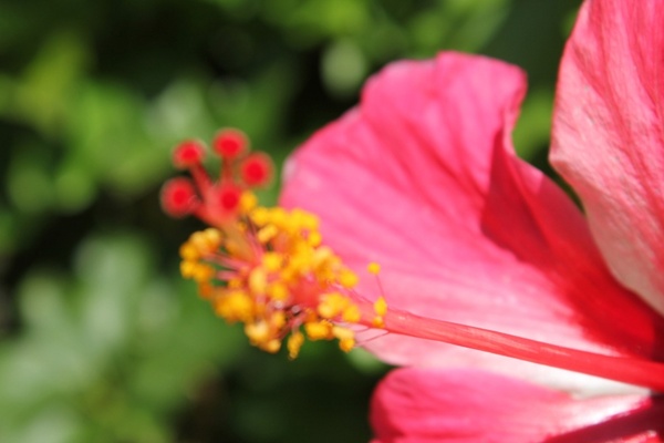 red blur flower background