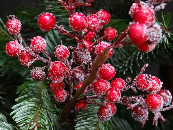 red christmas berries traditionally fir