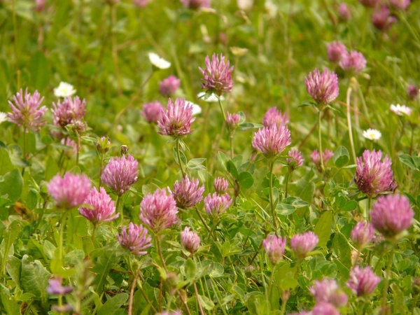 red clover klee pointed flower