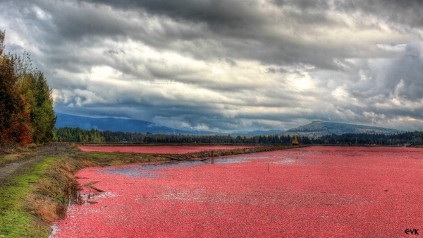 red cranberries fields