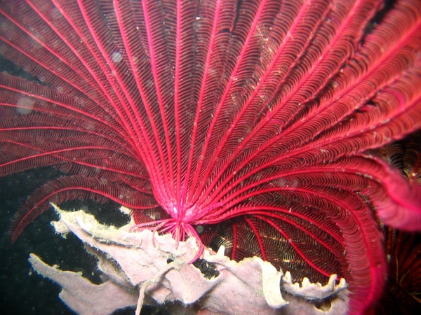 red crinoid reef coral