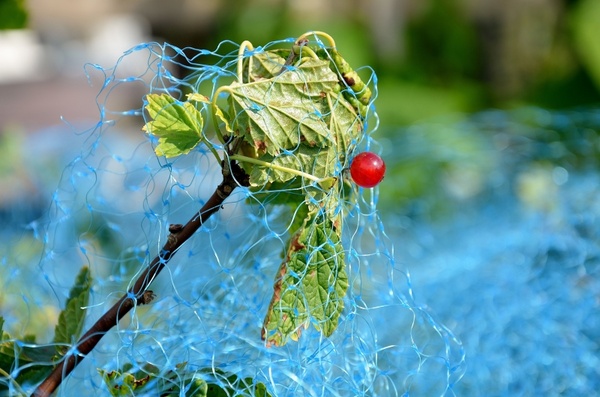 red currant currant bird protection net