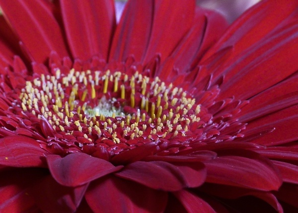 red daisy flower