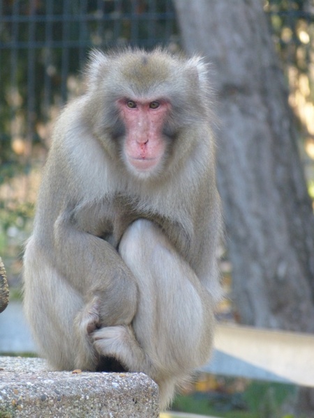 red face macaque macaca fuscata ape