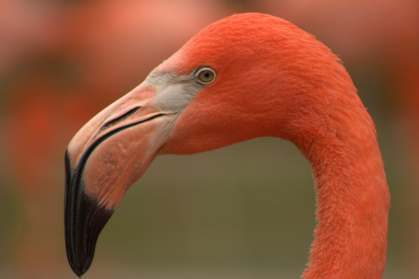 red flamingo 