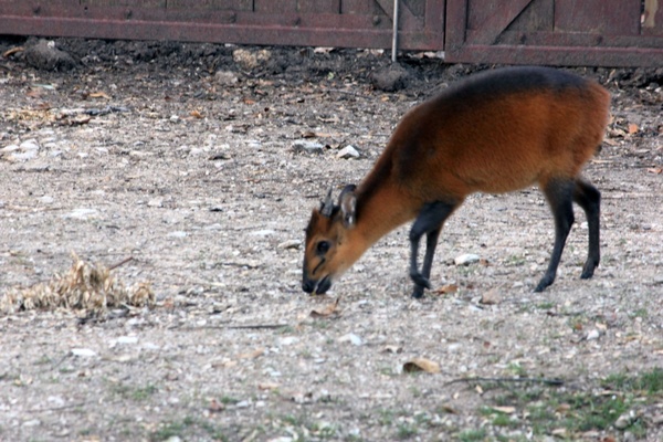 red flanked duiker 