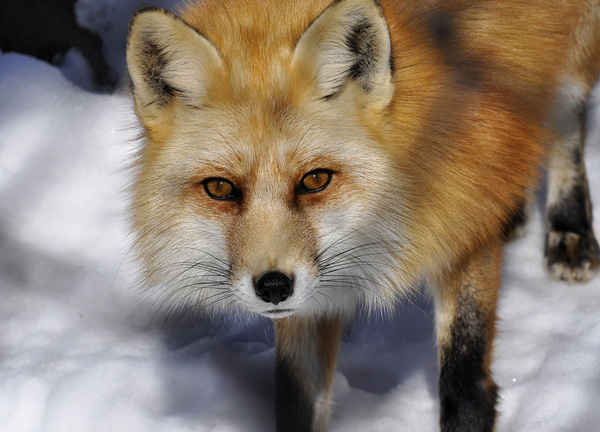 red fox portrait 