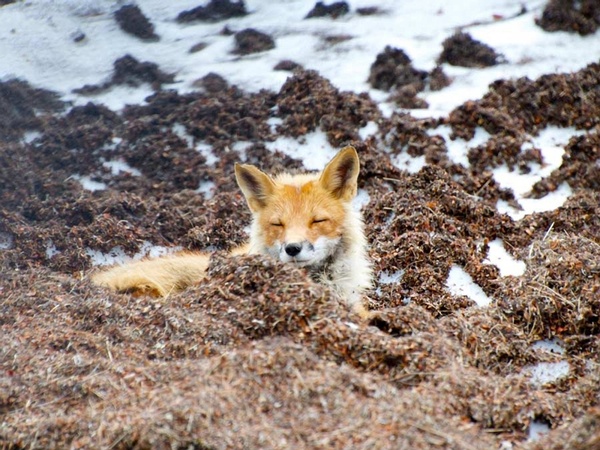 red fox wildlife alaska