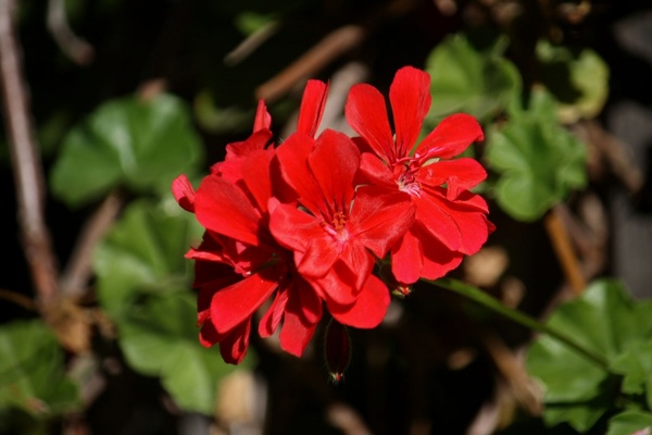 red geranium blossom