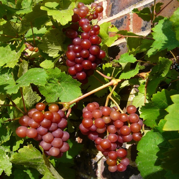 red grapes vine grapes