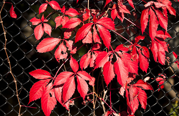 red leaves black fence