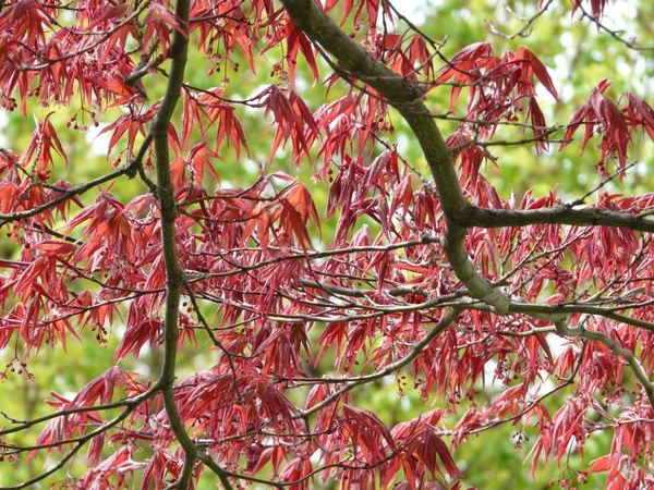 red maple ornamental plant fan-maple