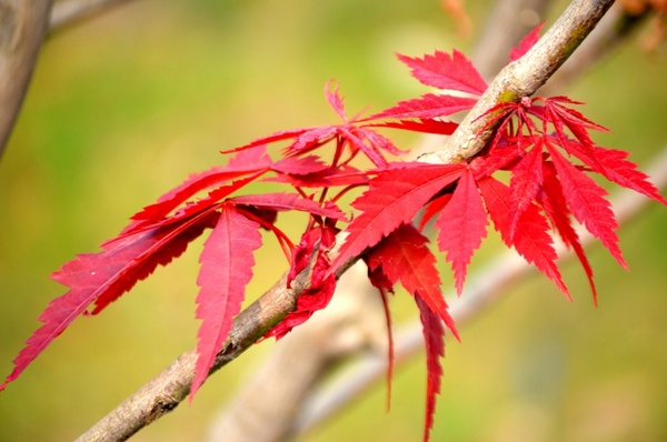 red maple tree